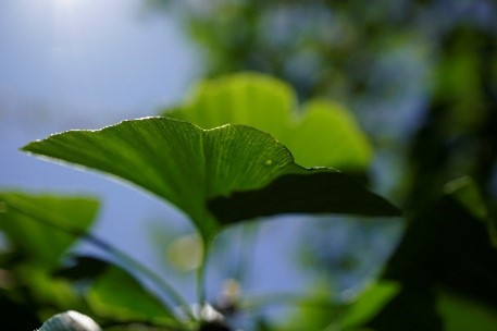 Ginko