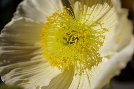 Mohnblume
