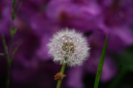 Pusteblume